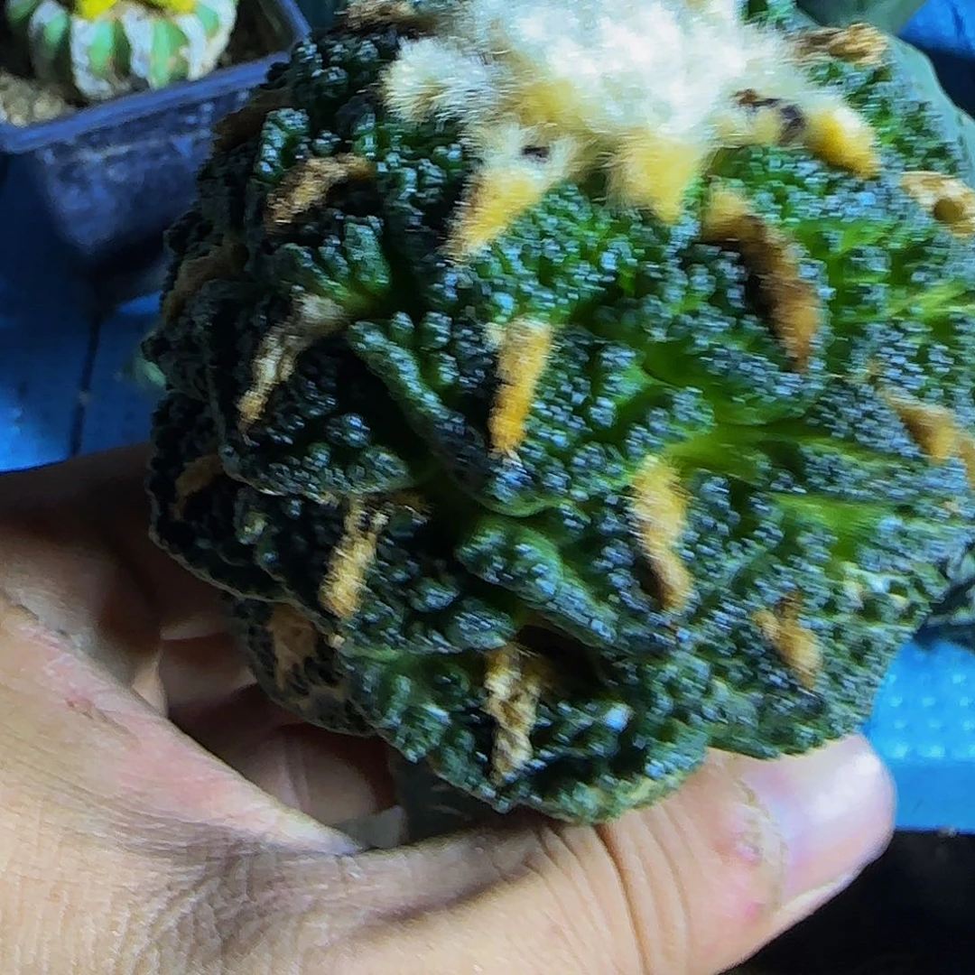 龟甲牡丹847仙人球