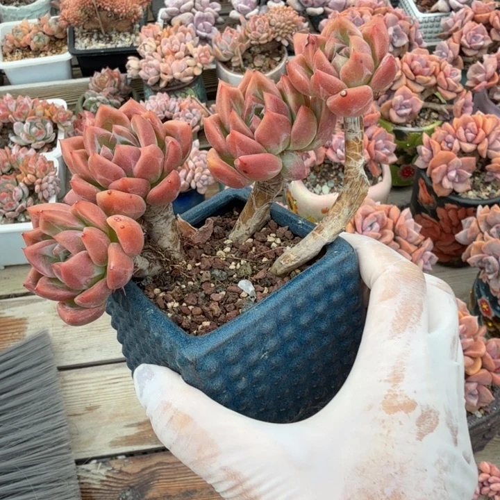 香槟朵朵树精品包邮