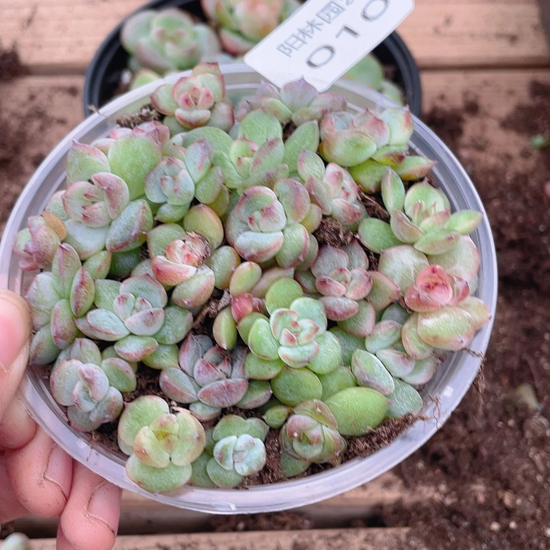 多肉植物多肉植物10