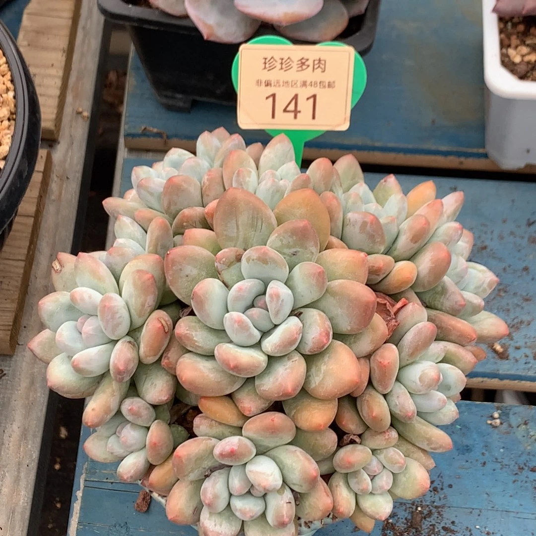 韩版香水老桩捧花141