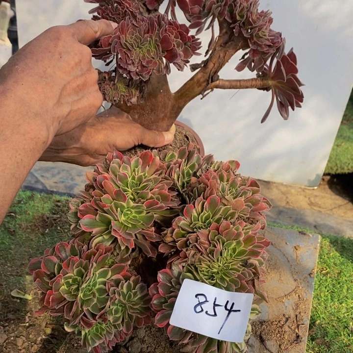 梅***萍完全开放854号欧紫➕女神缀化1颗