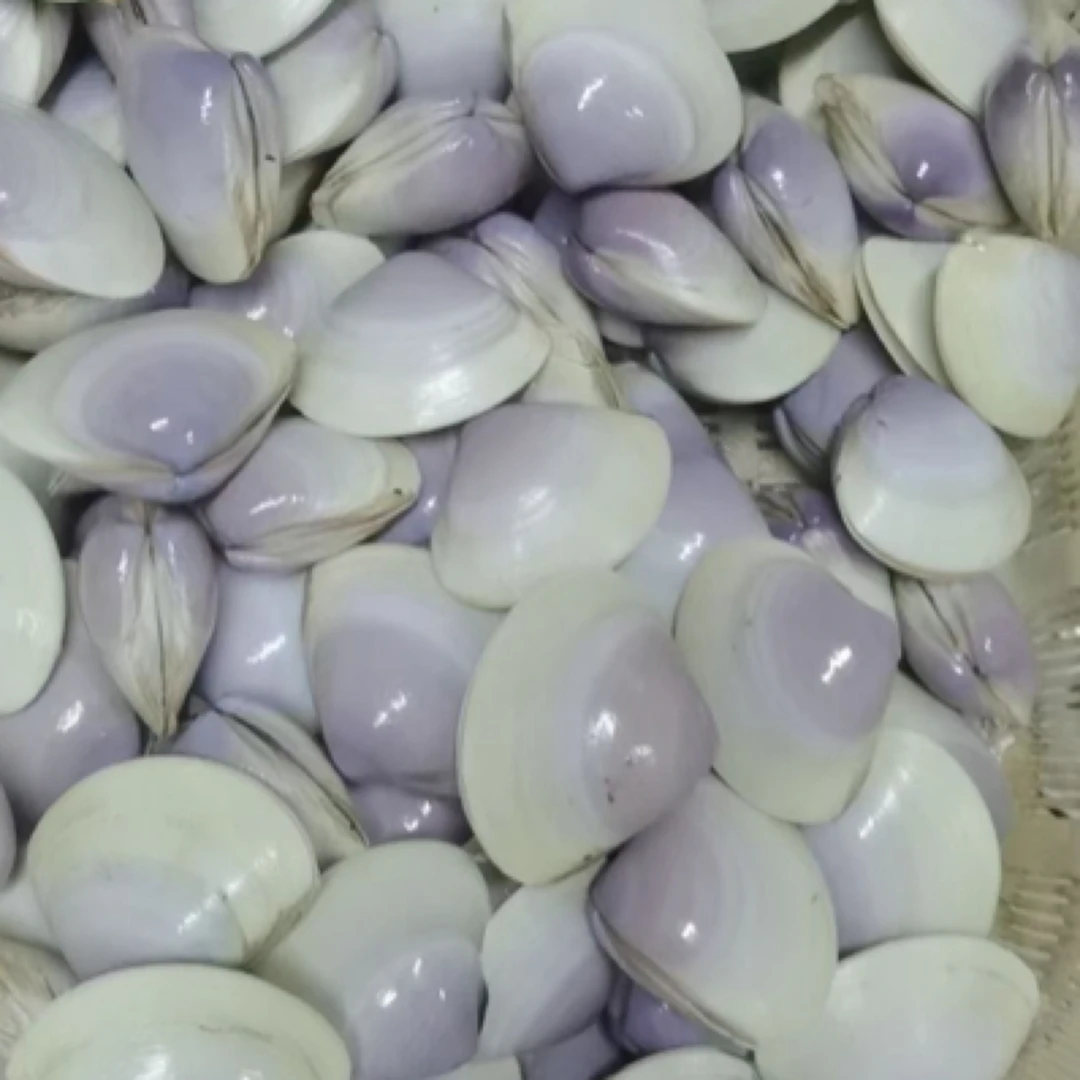 鲜活贵妃贝 贵妃蚌500g