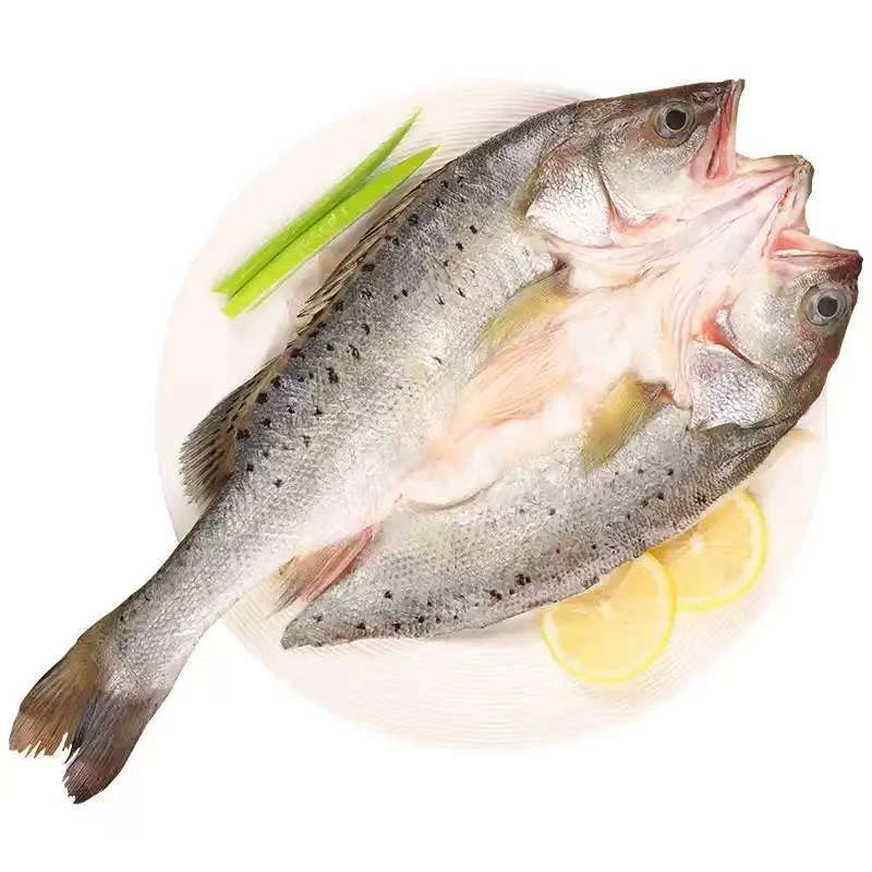 【伊帆与渔业】广东珠海 新鲜鲈鱼每条500g/520（到手5条）