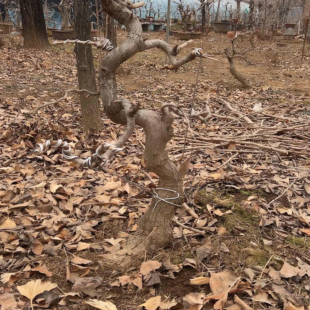 丅***由无花朵银杏盆景带土
