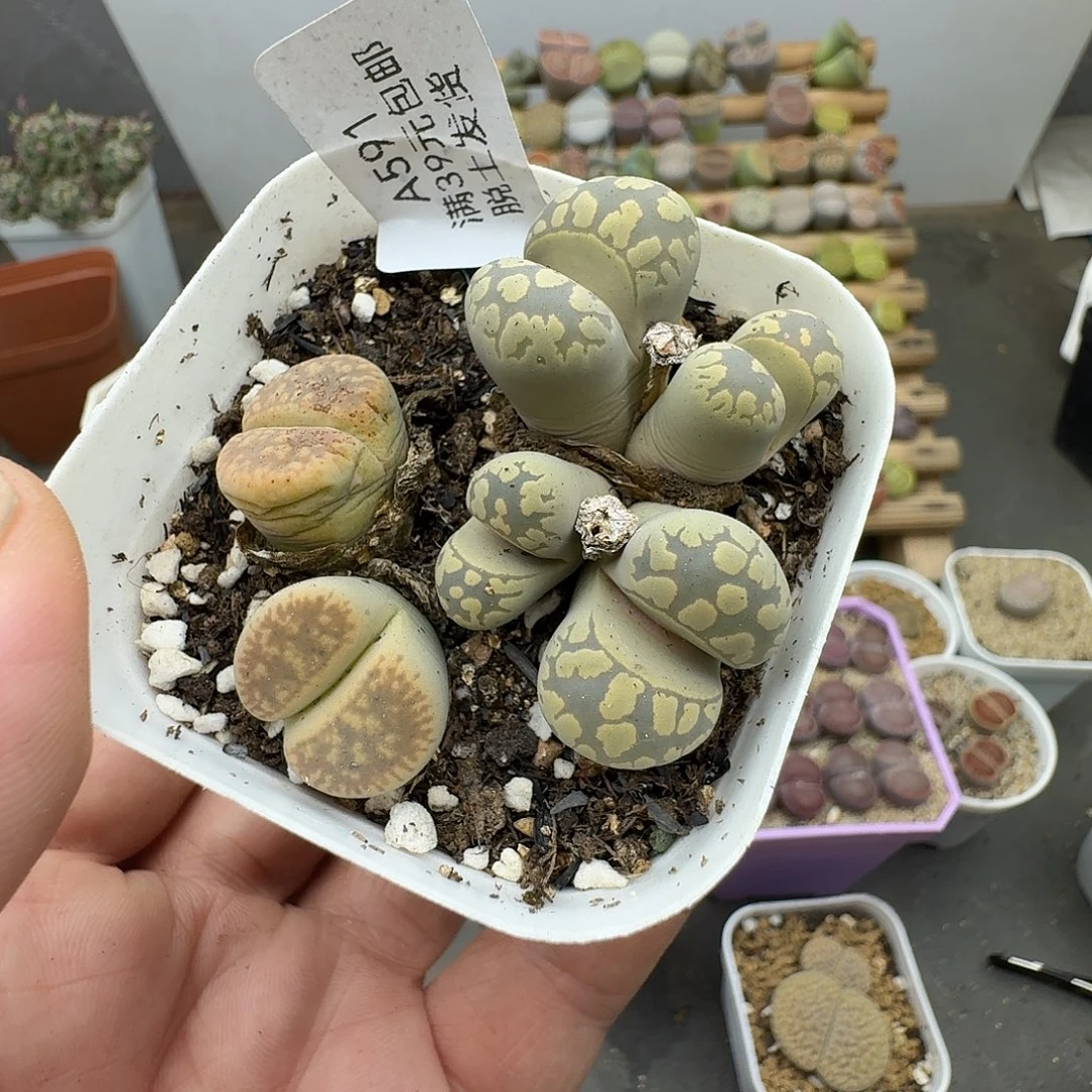 591只算了大牙的价格