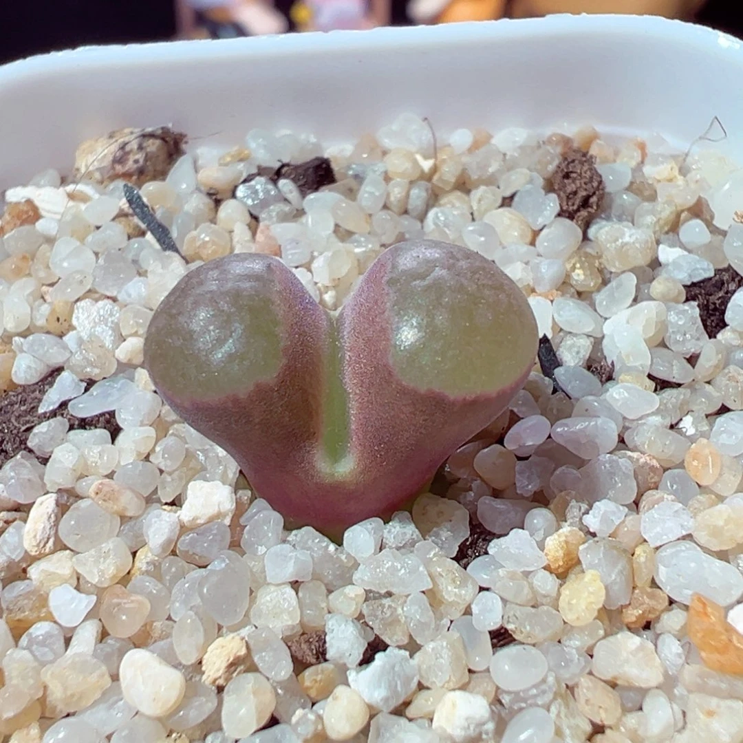 926-986多肉多肉磁铁