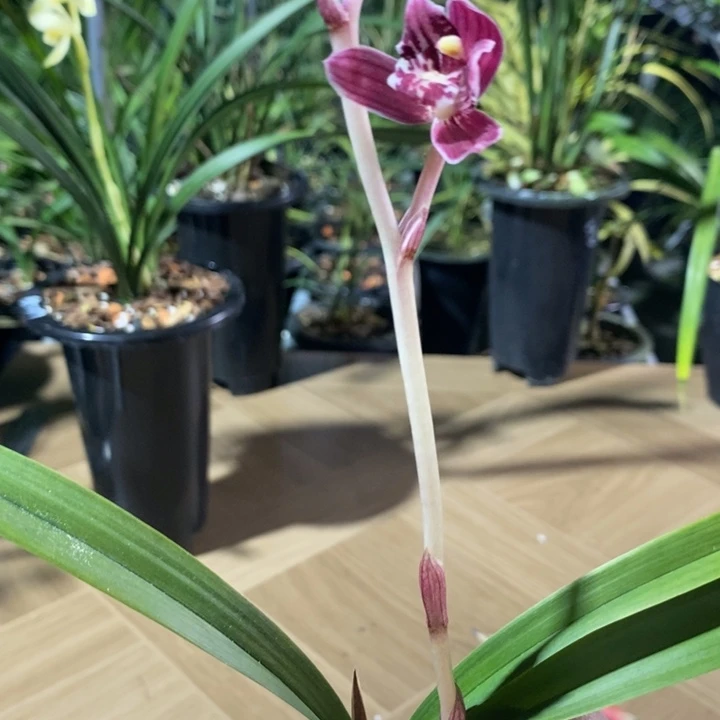 人***舟无花朵桃源三星好看美丽