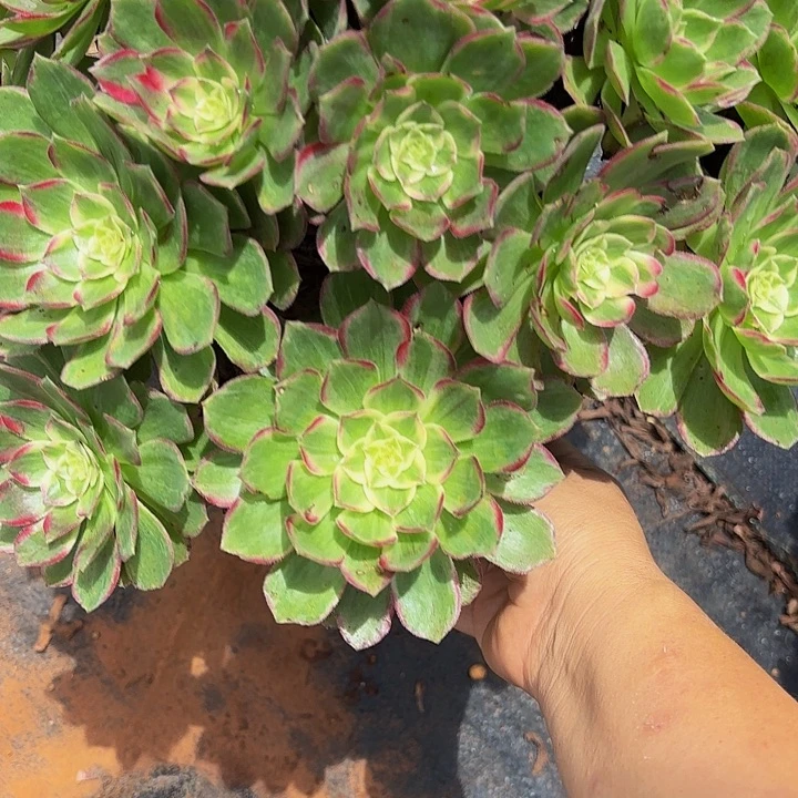 多肉植物福利877个