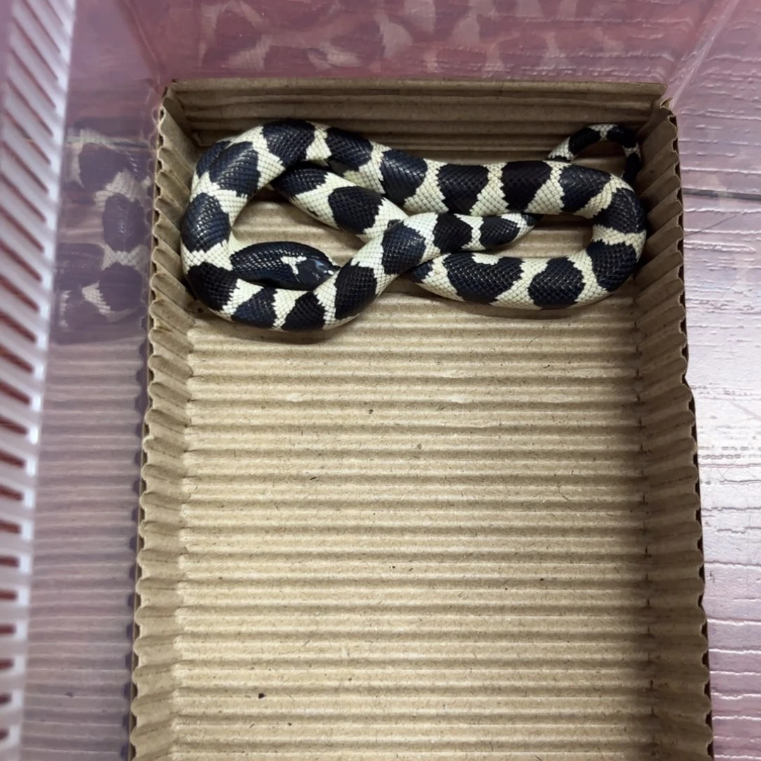 白色蚕宝宝加州马赛克