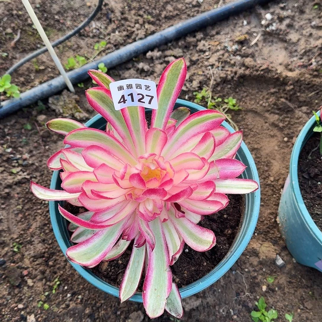 多肉植物与芙蓉4127