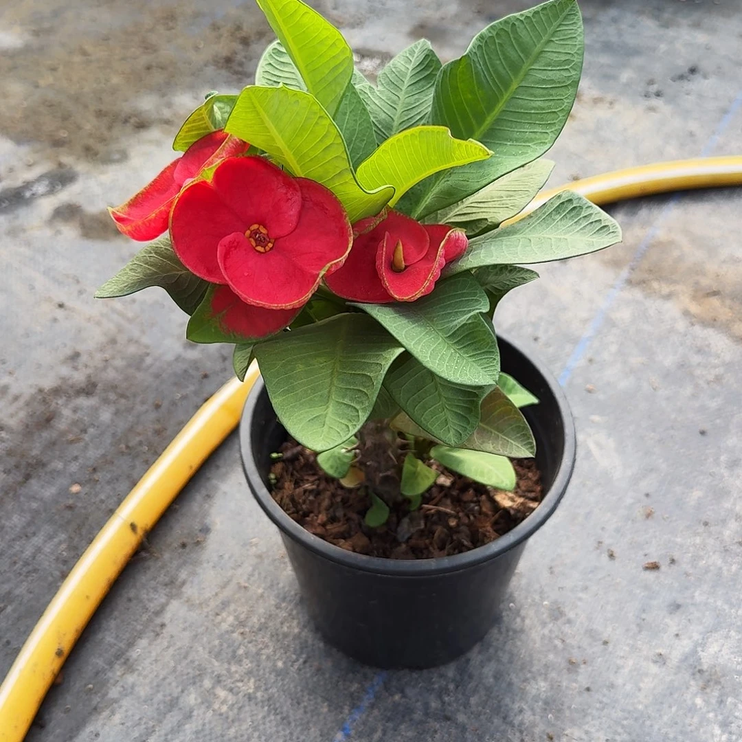 吕***芳完全开放最高将领直播间一物一拍