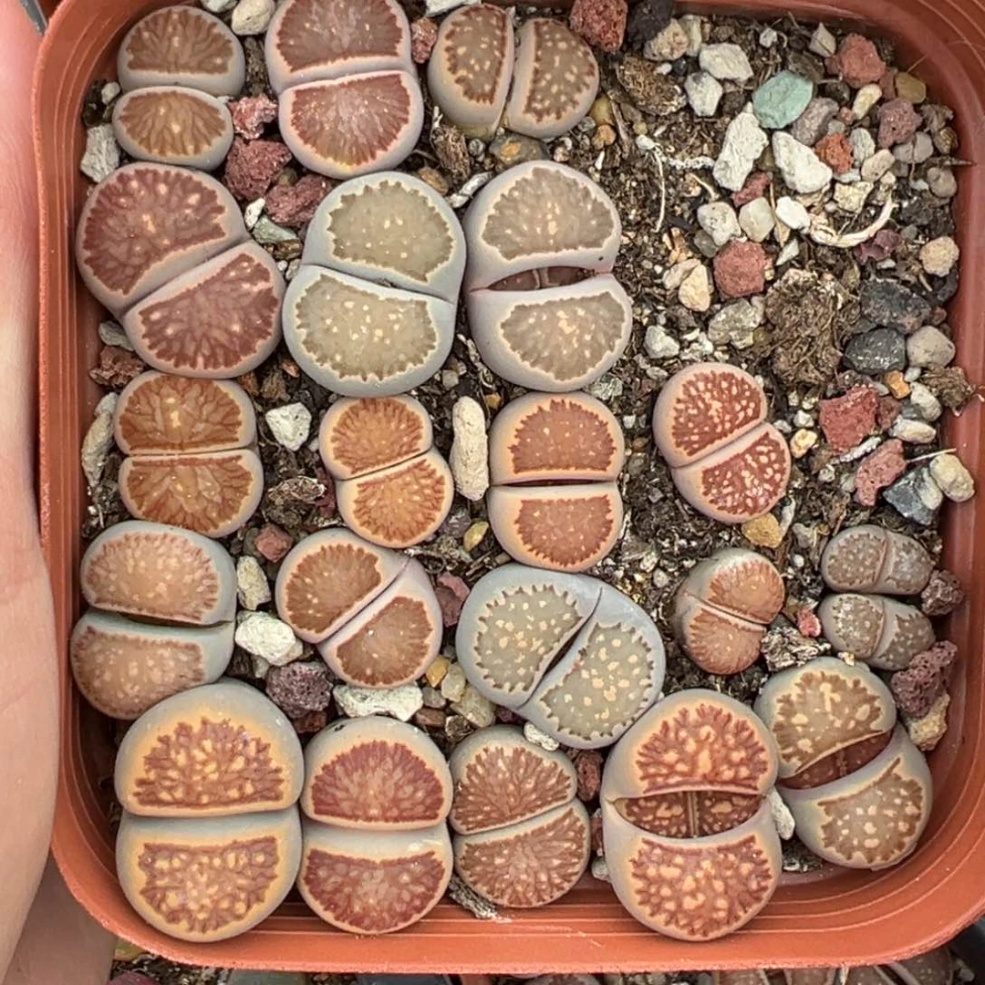 【闪购商品】150……