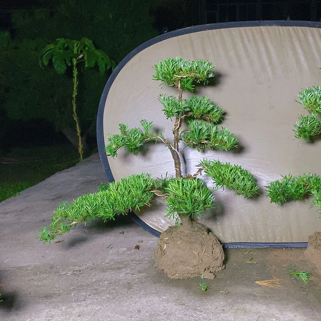 300/1单科小叶雀舌罗汉松