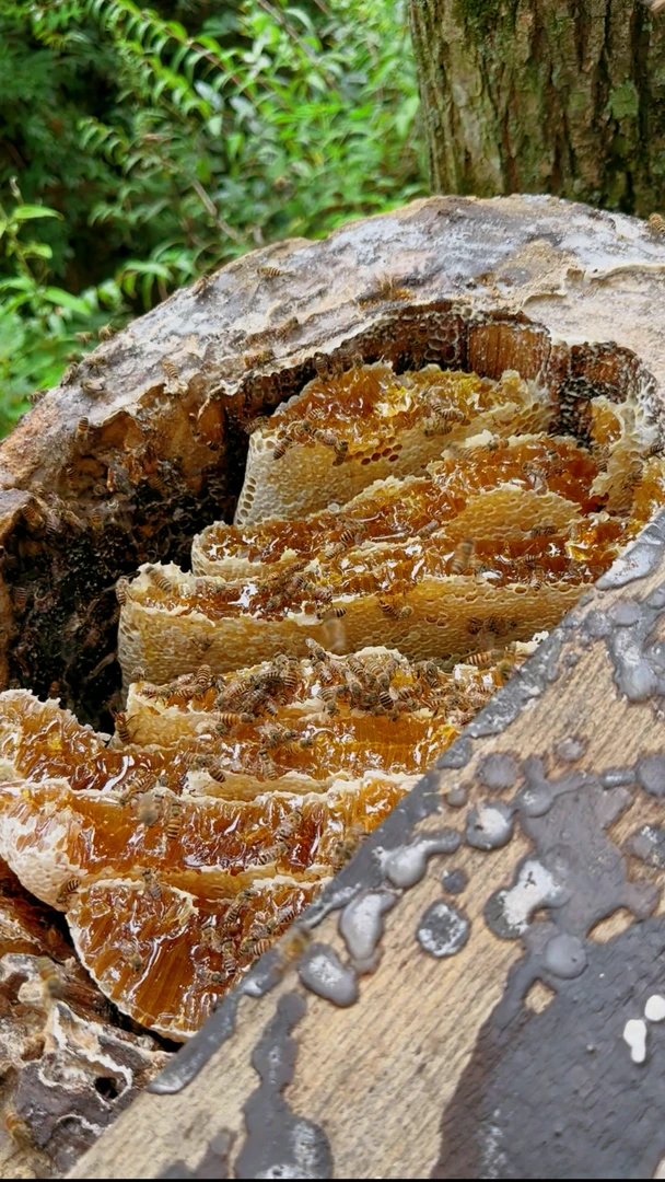 野生蜂巢 深山成熟蜂巢