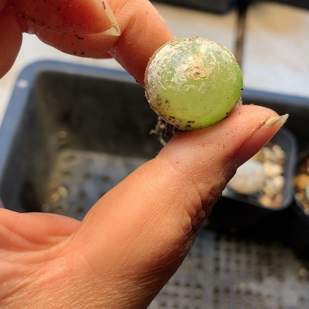 D367多肉植物保护