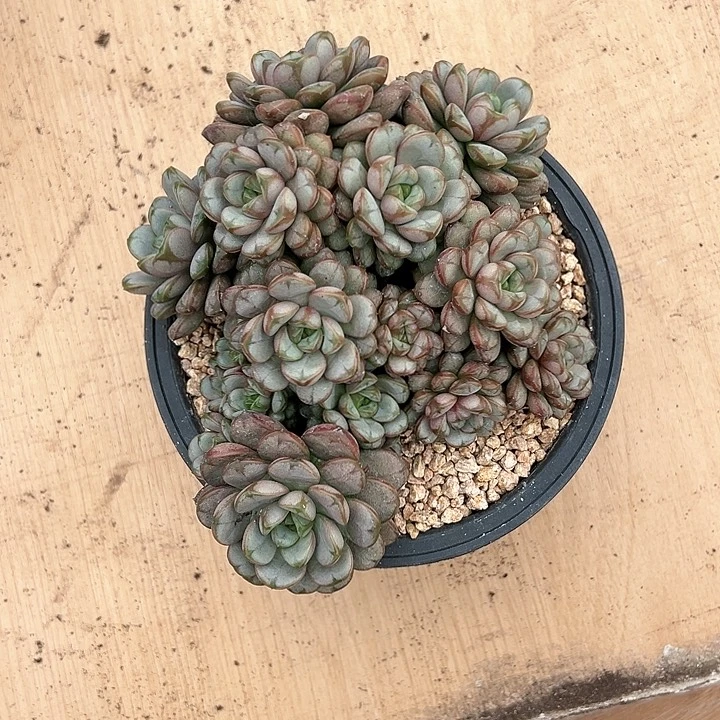【闪购商品】葡萄群
