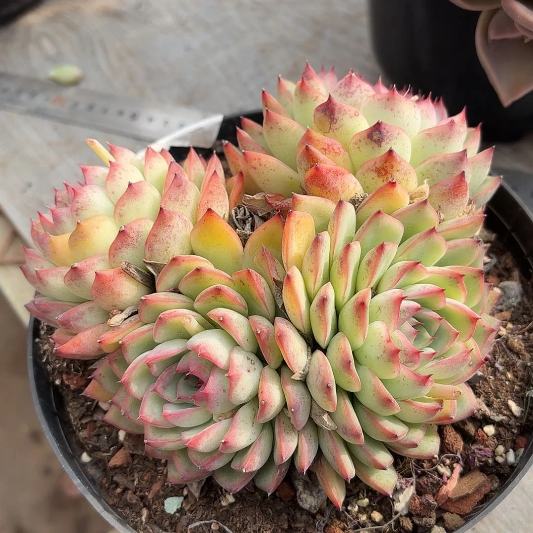 晓*儿同温层多肉蜜桃猎户座85