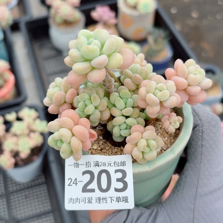 洛可可无盆土发货无盆土