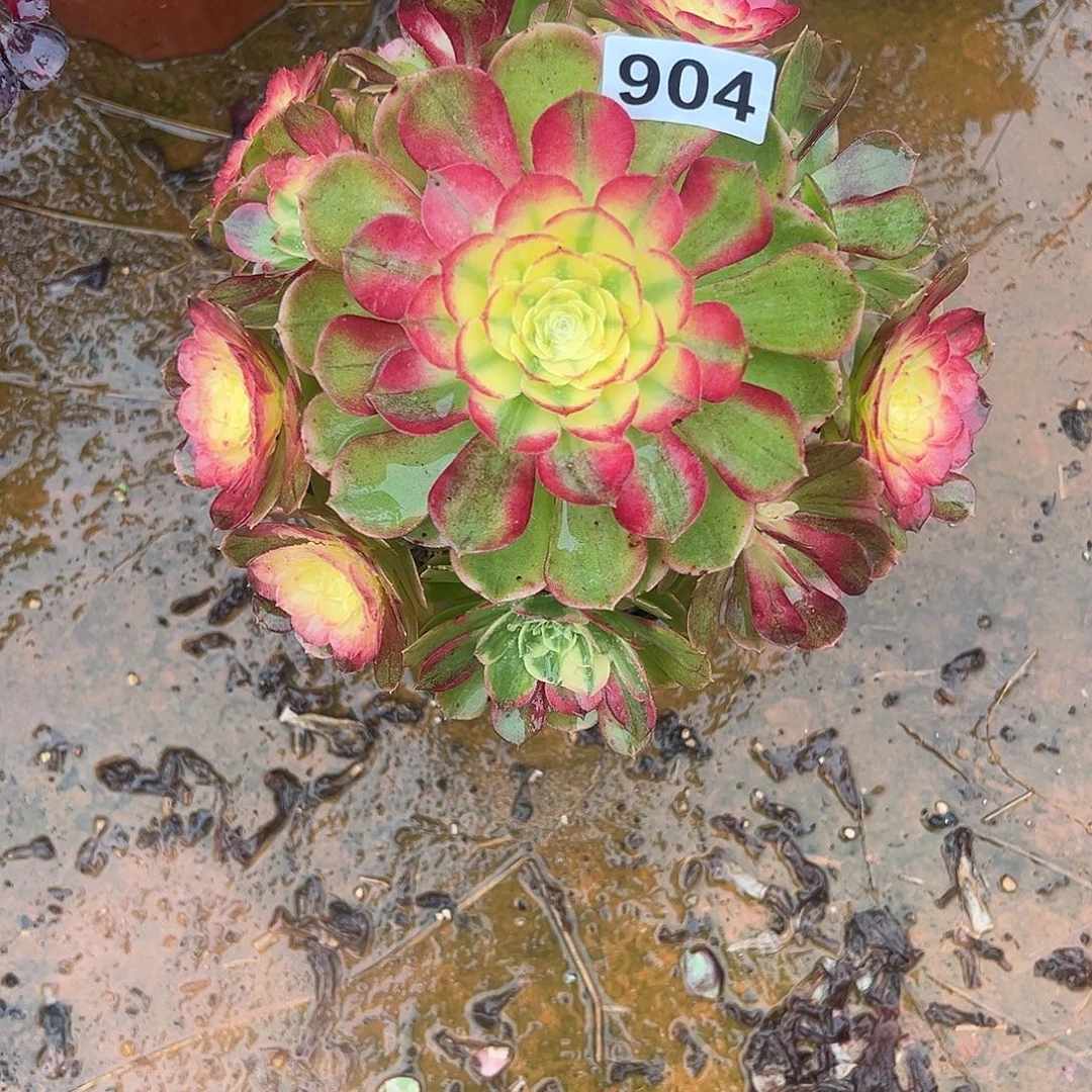 精品多肉植物904海鲜