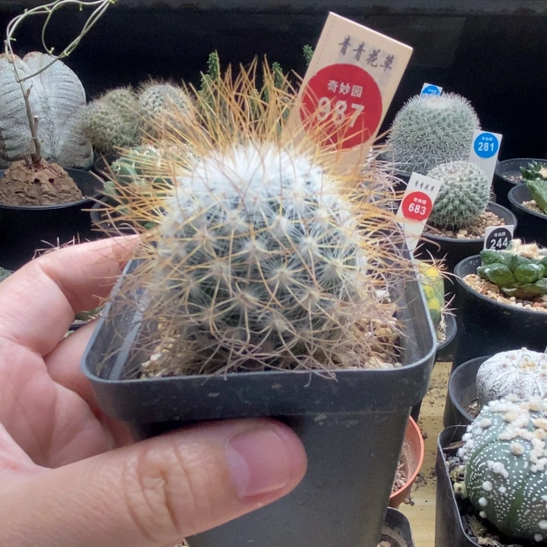 实生狂刺海泉一颗仙人球