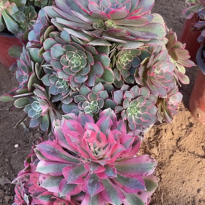 336组合无售后对肉植物