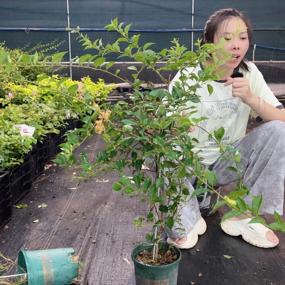 大部分花苞少量开放柳叶苹果花一棵