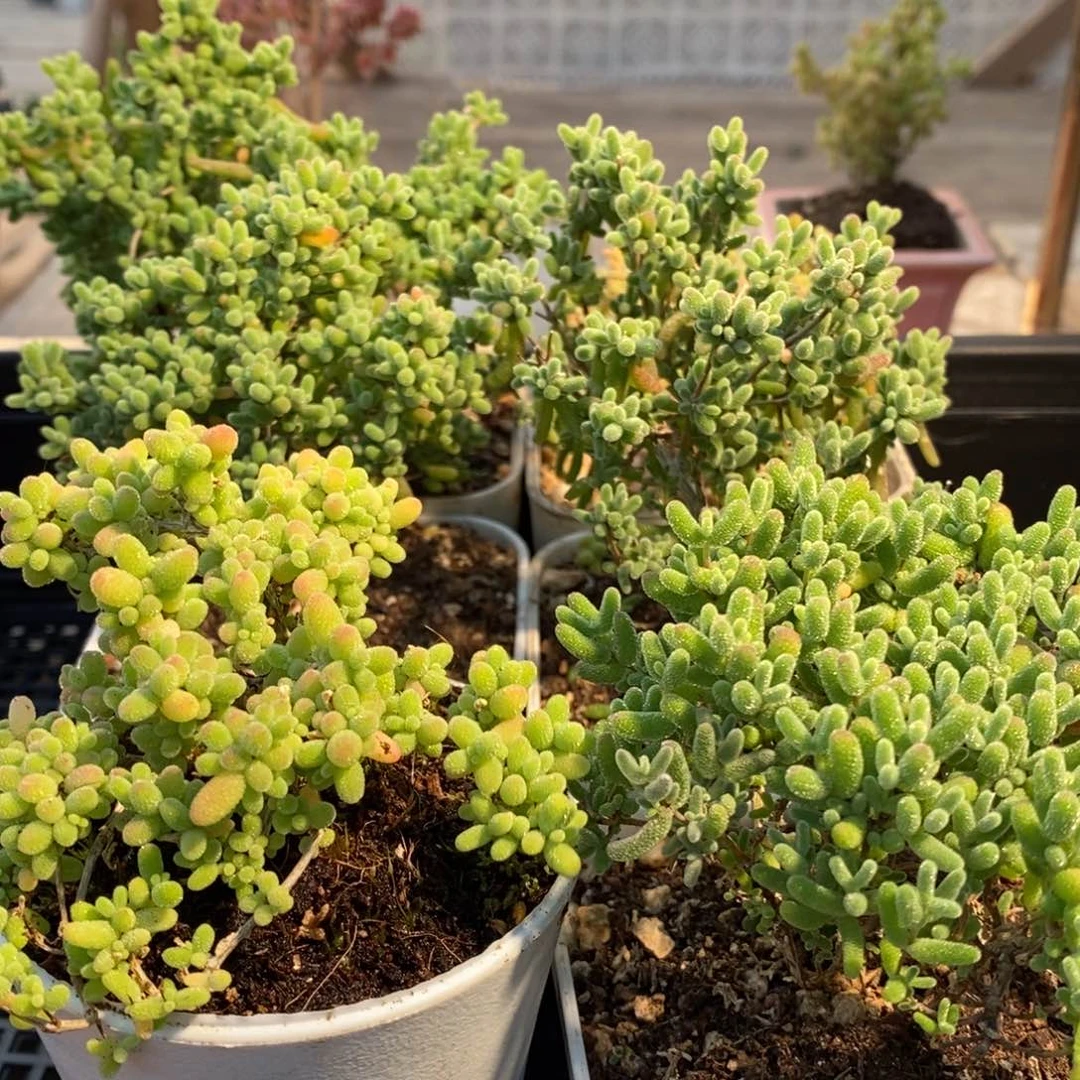 枝干番杏多肉植物113