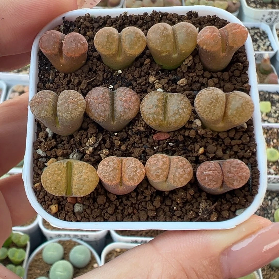 717蛋糕风铃裸根发货