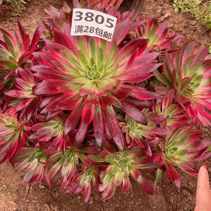 3805一号棚孔雀多肉C