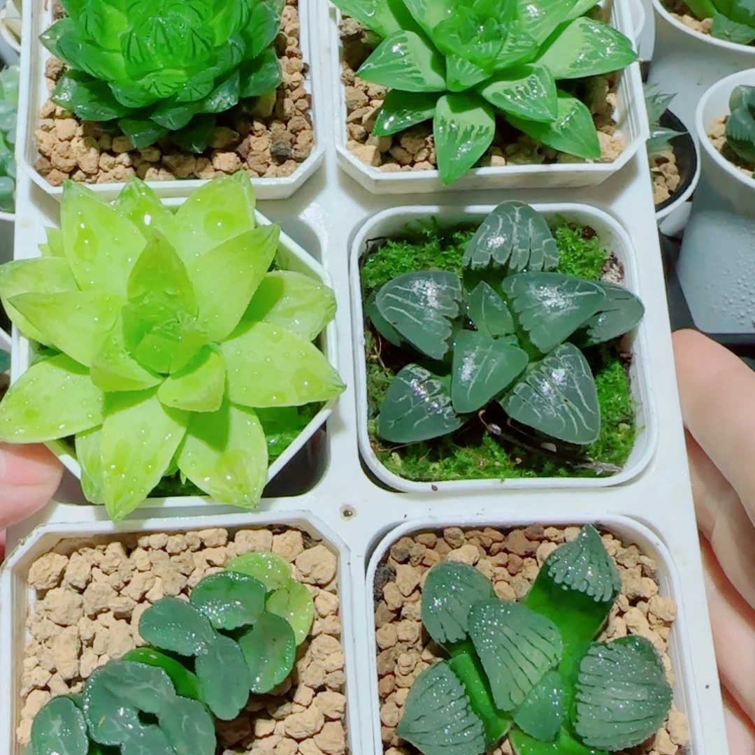 6盆玉露多肉植物组合