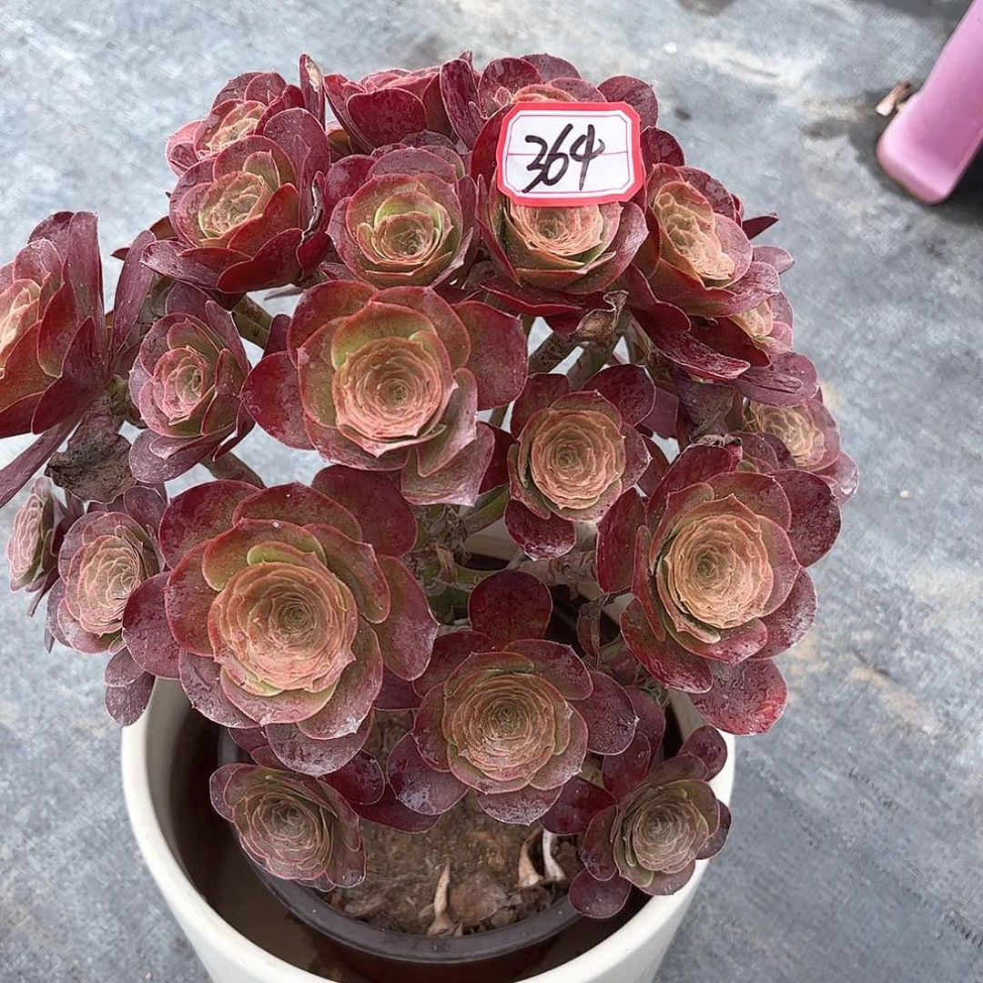 梅***尔多肉植物364号多肉植物