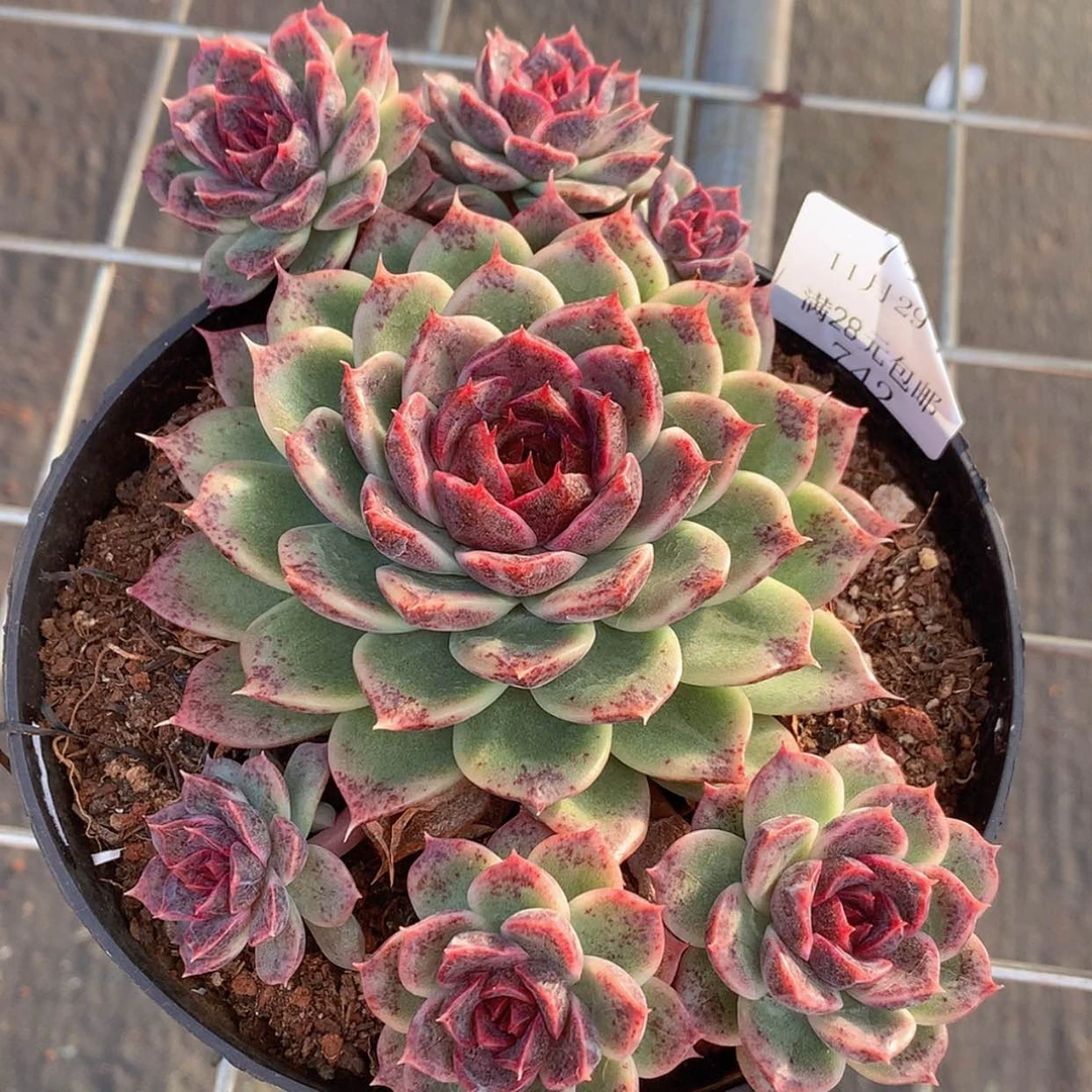 【闪购商品】云742号