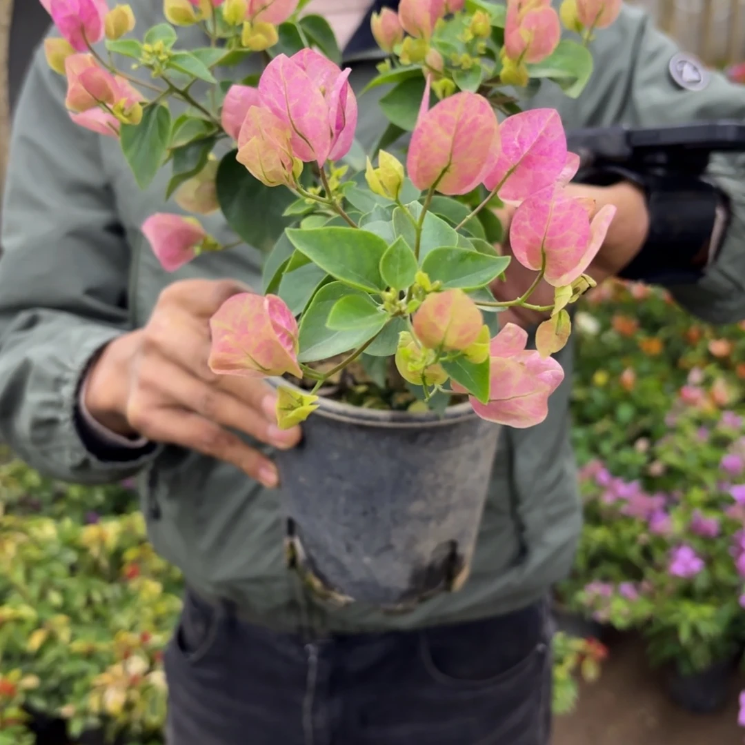 全部花苞（绿叶五宝）三角梅会落花落叶会光杆苗有大有小