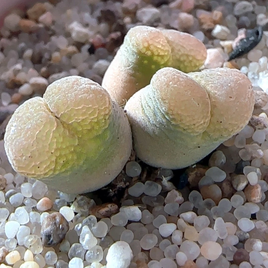 6.13.33/粉色网格窗风铃/