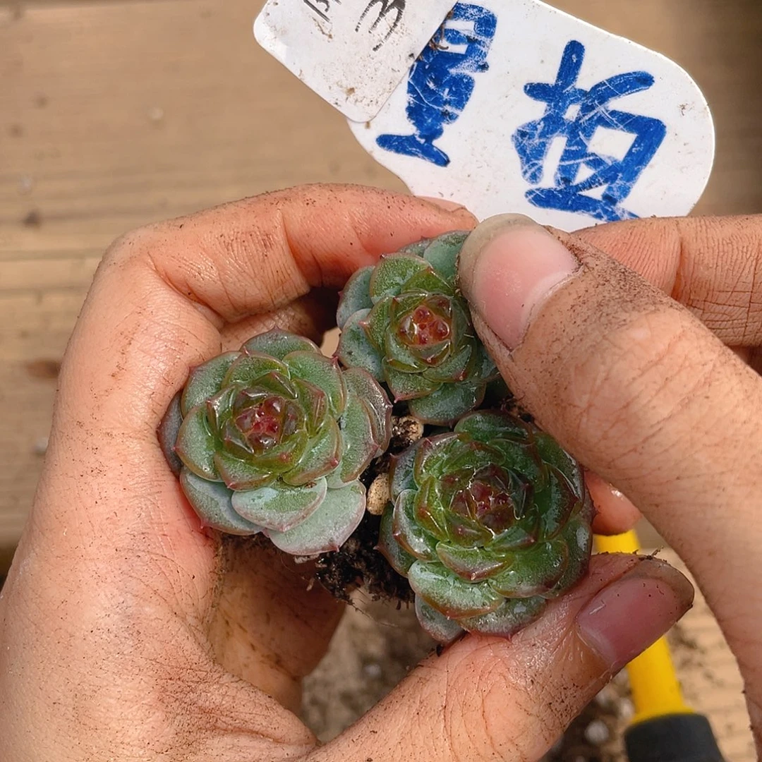 量拍多肉植物多肉植物367
