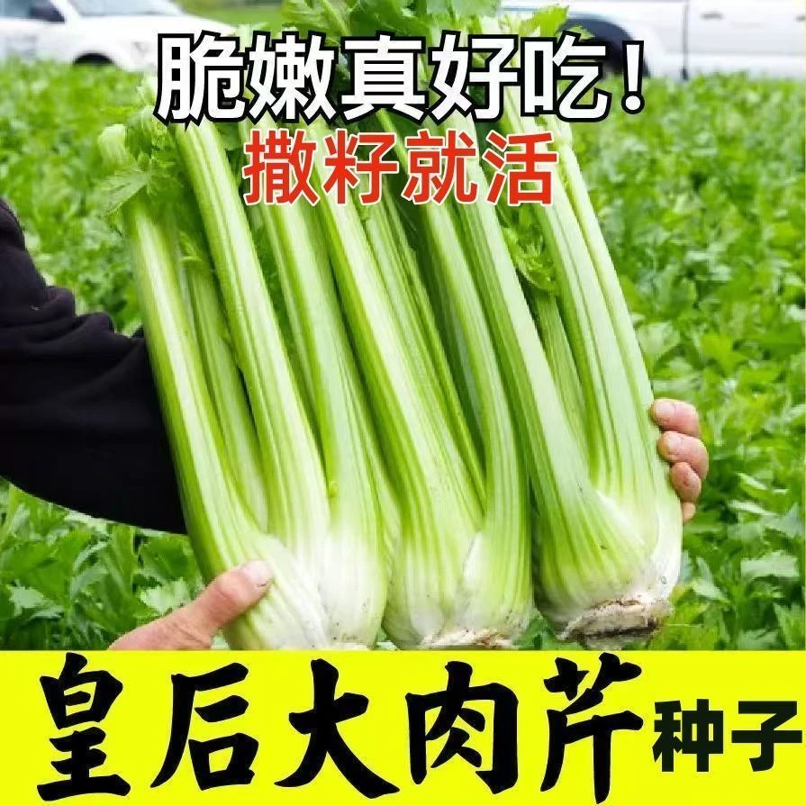 AA大肉西芹种子寿光皇后芹菜种子香芹菜种子高产蔬菜种子籽