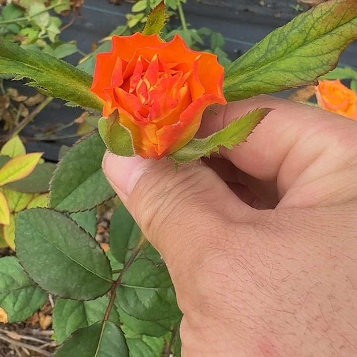 无花朵迪亚斯之火中苗