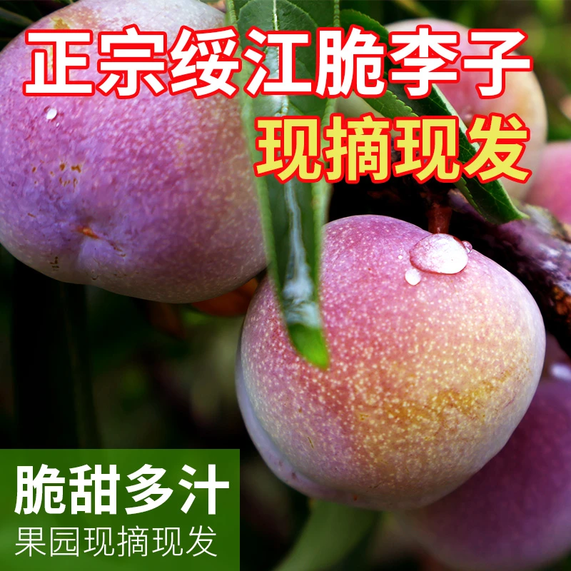 云南绥江半边红李子新鲜现摘当季水果脆甜多汁空心脱骨茵红李包邮