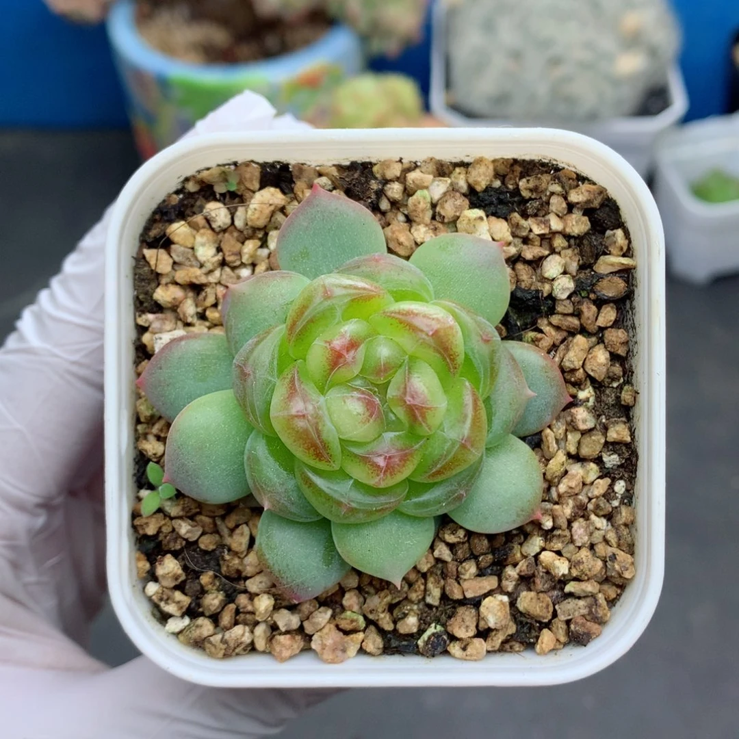 58包邮  群生不包整03