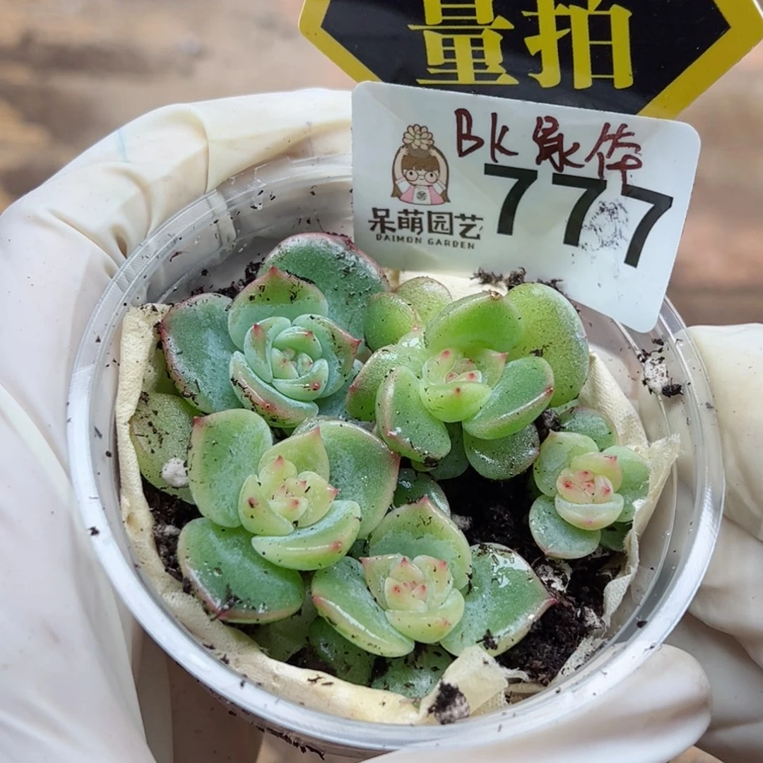 多肉植物多肉植物