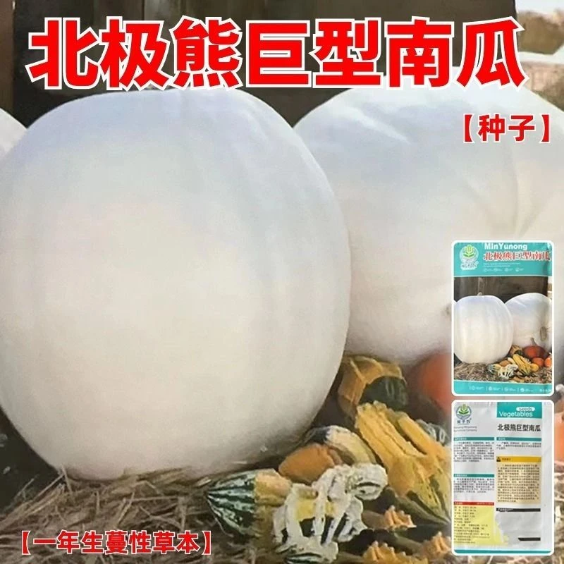 北极熊巨型南瓜种子北极熊庭院盆栽地栽香甜可口食用有机健康蔬菜