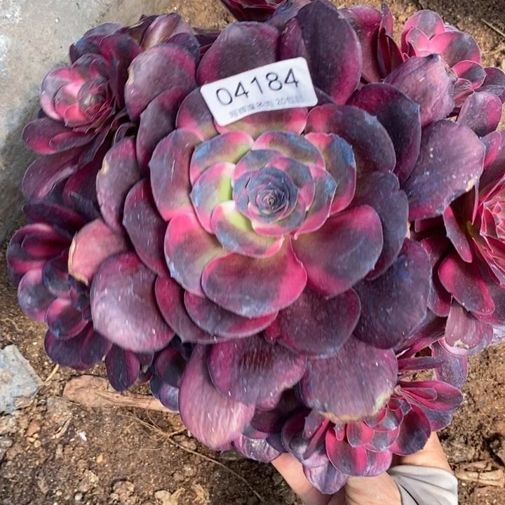 04184魅金玫瑰锦多肉植物