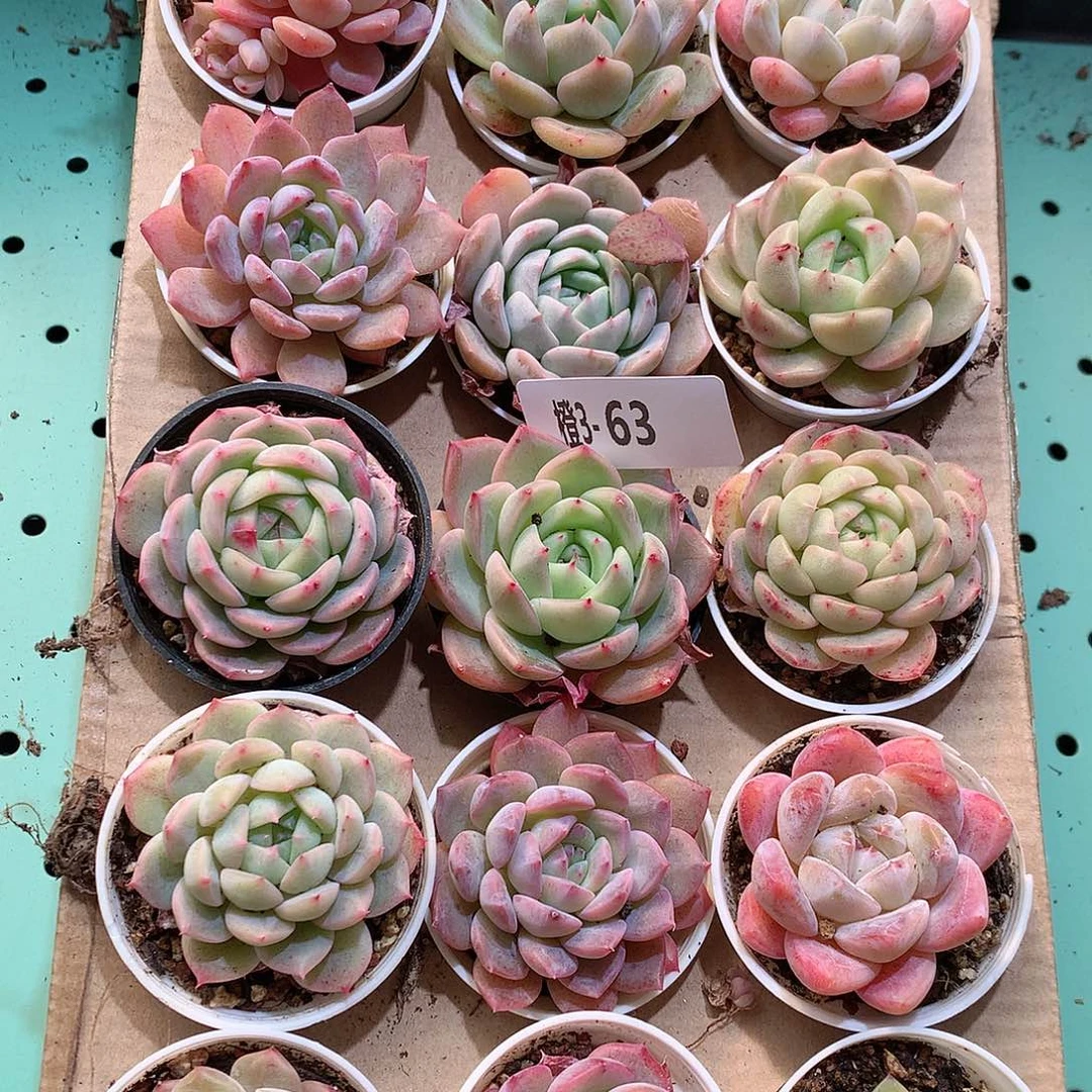 3-63一物一拍带盆18颗