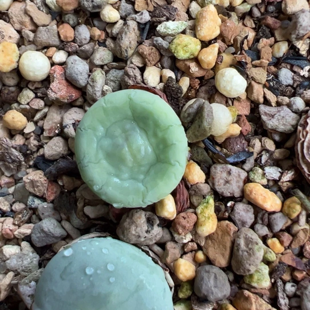 团***鸟dows嘴 多肉植物