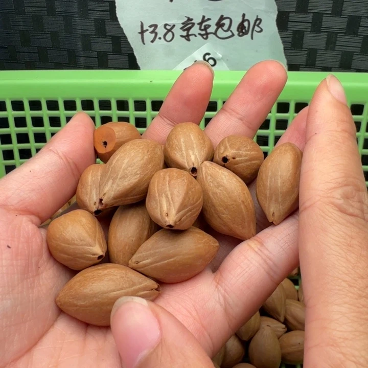 哈***奇橄榄核手串/手链橄榄
