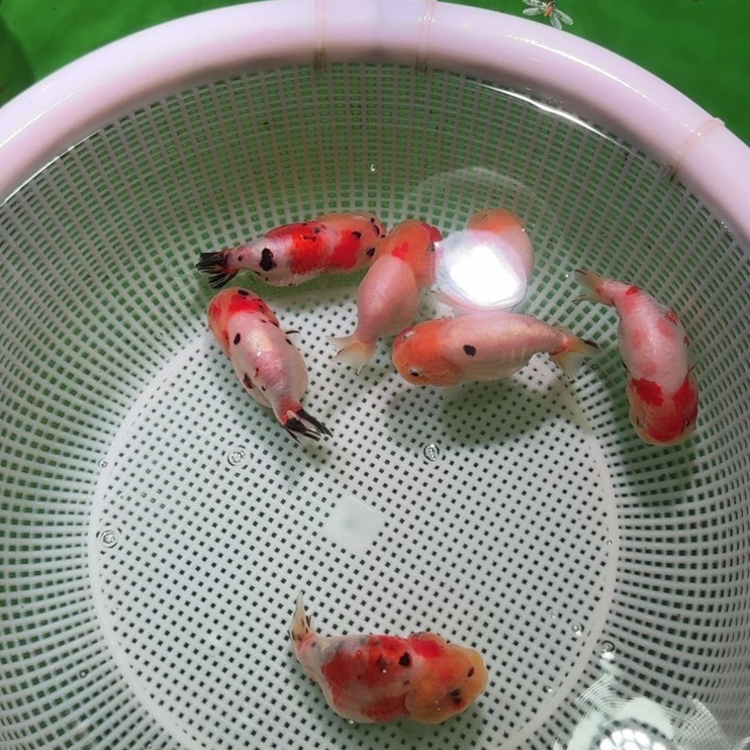 金鱼亚成亚成兰寿