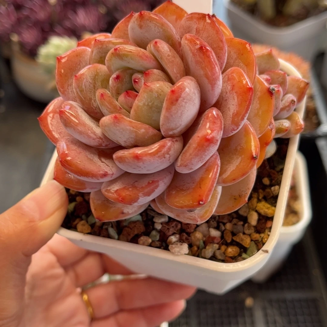 1158 天冷必拍保温箱