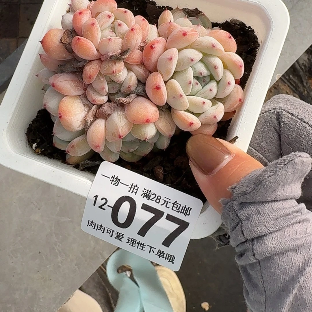 雪爪无盆土发货无盆土发货无