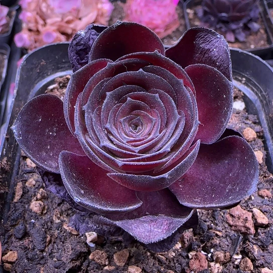 万圣节鹿兜十方杯优选914