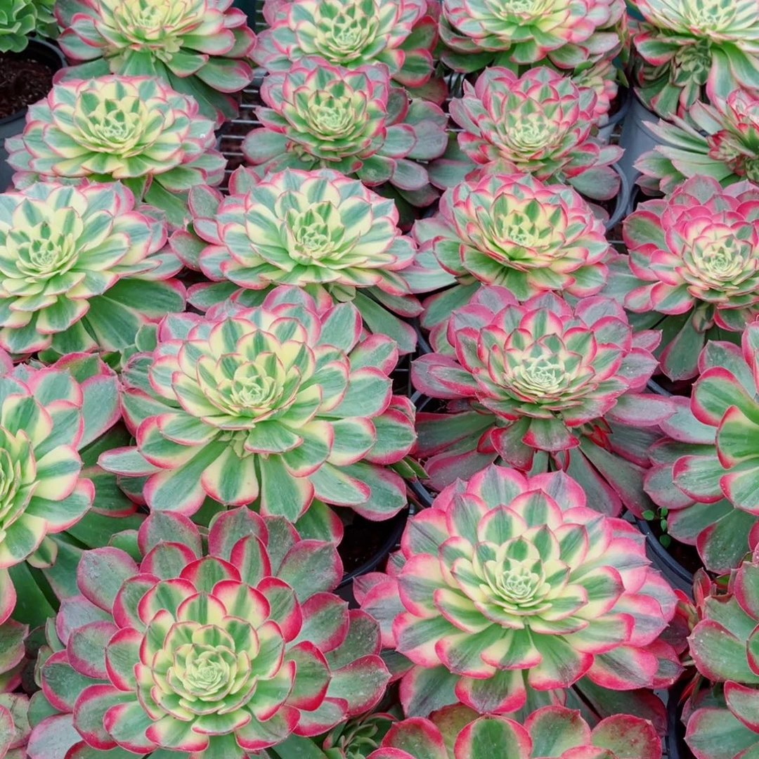 模特水中月量拍多肉法师一个